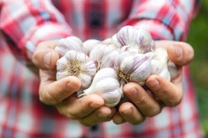 ajo-insecticidas-bbva-sostenibilidad
