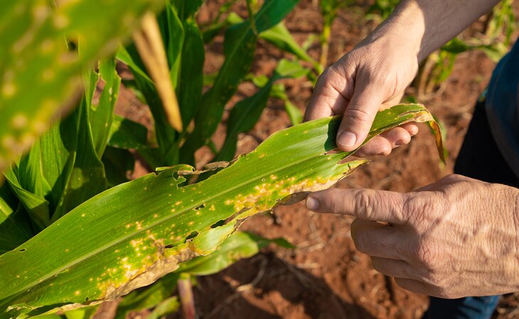sostenibilidad-BBVA-insecticidas-organicos sostenibilidad-BBVA-insecticidas-organicos