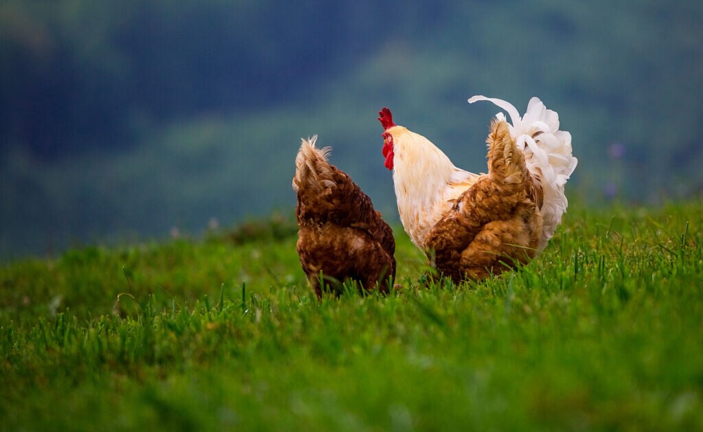 BBVA_ayuda_BBVA_pymes_descarbonizacion_planeta-APERTURA-gallinas-animales- BBVA_ayuda_BBVA_pymes_descarbonizacion_planeta-APERTURA-gallinas-animales-