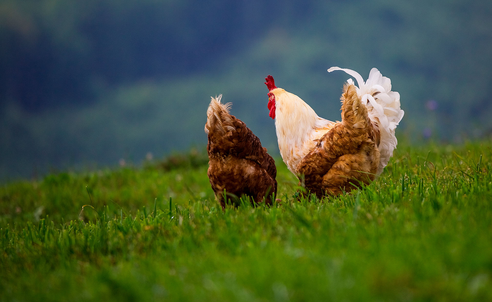 BBVA_ayuda_BBVA_pymes_descarbonizacion_planeta-APERTURA-gallinas-animales- BBVA_ayuda_BBVA_pymes_descarbonizacion_planeta-APERTURA-gallinas-animales-