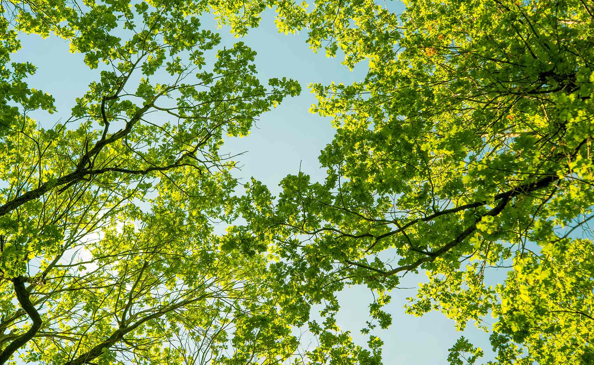pyme-descarbonizacion-climate-hub-bbva-sostenibilidad pyme-descarbonizacion-climate-hub-bbva-sostenibilidad