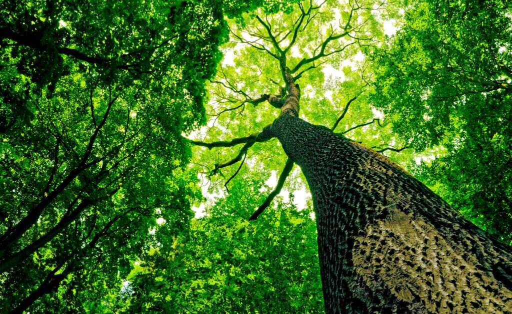 BBVA-Alianzas_BBVA_alcanzar_ODS-sostenibilidad-leyes-clima-medioambiente BBVA-Alianzas_BBVA_alcanzar_ODS-sostenibilidad-leyes-clima-medioambiente