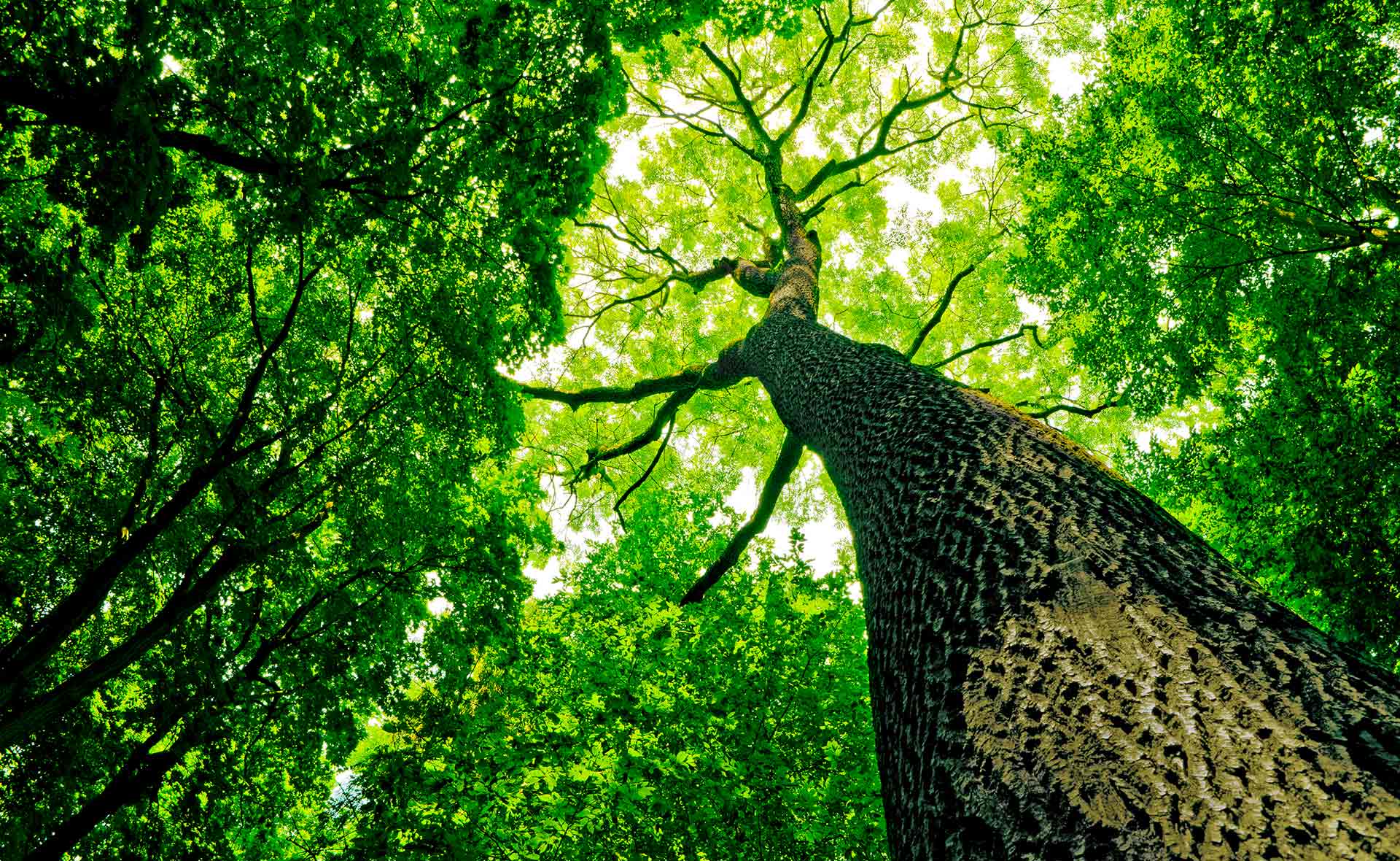 BBVA-Alianzas_BBVA_alcanzar_ODS-sostenibilidad-leyes-clima-medioambiente BBVA-Alianzas_BBVA_alcanzar_ODS-sostenibilidad-leyes-clima-medioambiente