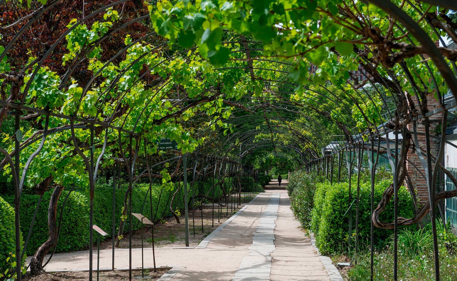 BBVA-Las_guardianas-semillas-agricultura-cultivos-semillas-sostenibilidad-regeneracion-sociedad BBVA-Las_guardianas-semillas-agricultura-cultivos-semillas-sostenibilidad-regeneracion-sociedad