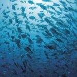 BBVA-Podcast_Edufin-Bonos_azules-sostenibilidad-finanzas-educacion-financiera-oceanos-ecosistemas-marinos