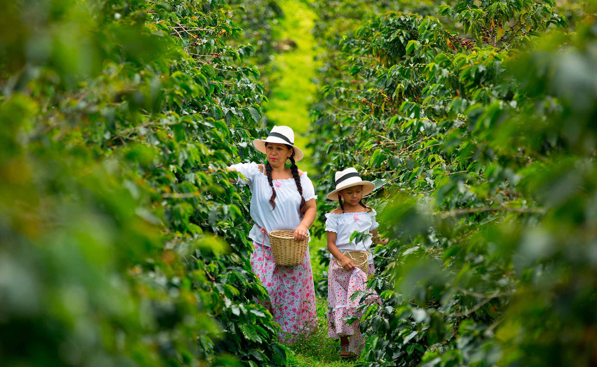 BBVA-acto-suceso_fallo_nutricion-gastronomia-sostenible_alimentos-productos-campo-recolecta-cultivo BBVA-acto-suceso_fallo_nutricion-gastronomia-sostenible_alimentos-productos-campo-recolecta-cultivo
