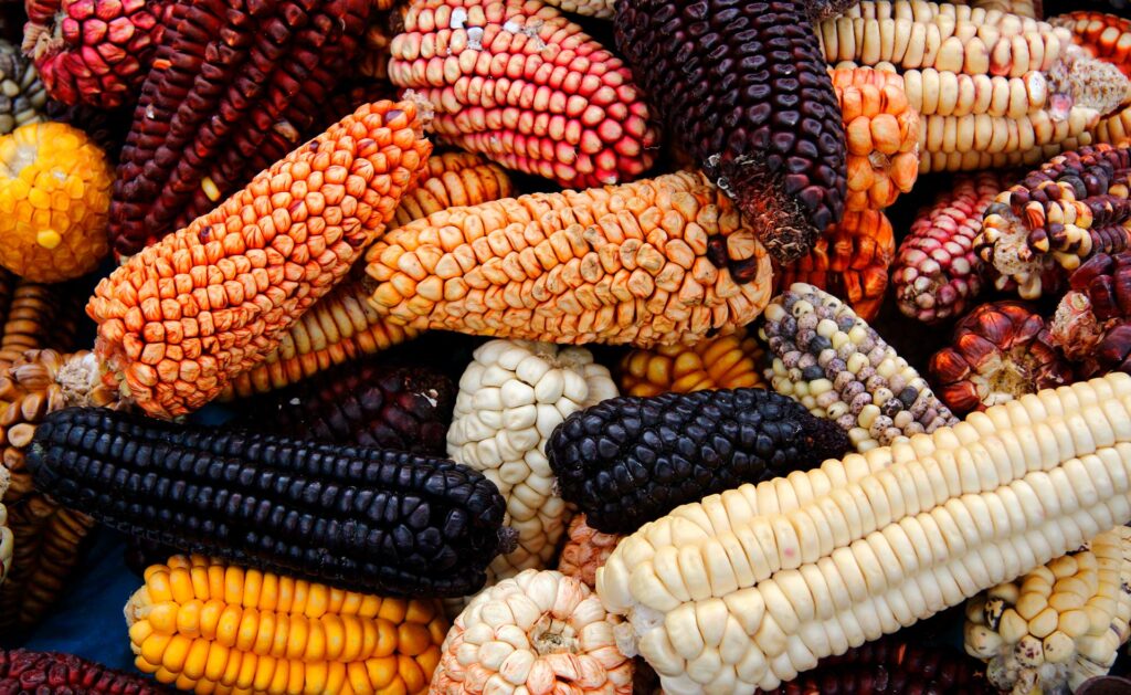 BBVA-dieta_andina_alimentacion-comida-productos-saludables- BBVA-dieta_andina_alimentacion-comida-productos-saludables-