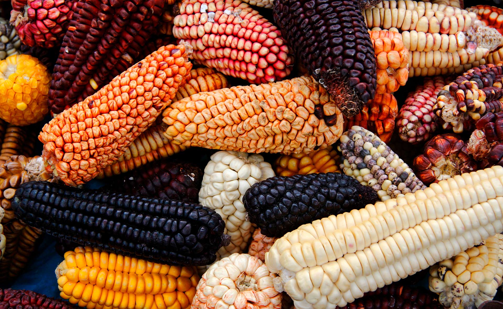 BBVA-dieta_andina_alimentacion-comida-productos-saludables- BBVA-dieta_andina_alimentacion-comida-productos-saludables-