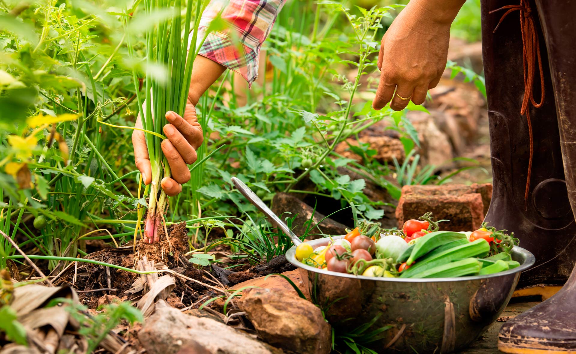 BBVA-futuro_huertos_ecologicos-sostenibilidad-cultivos-alimentos-hogar-artesanal BBVA-futuro_huertos_ecologicos-sostenibilidad-cultivos-alimentos-hogar-artesanal