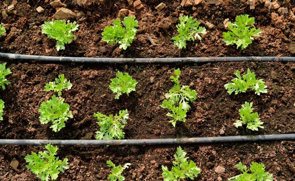 BBVA-futuro_sostenibilidad_huertos_ecologicos-alimentacion-plantacion-tierra BBVA-futuro_sostenibilidad_huertos_ecologicos-alimentacion-plantacion-tierra