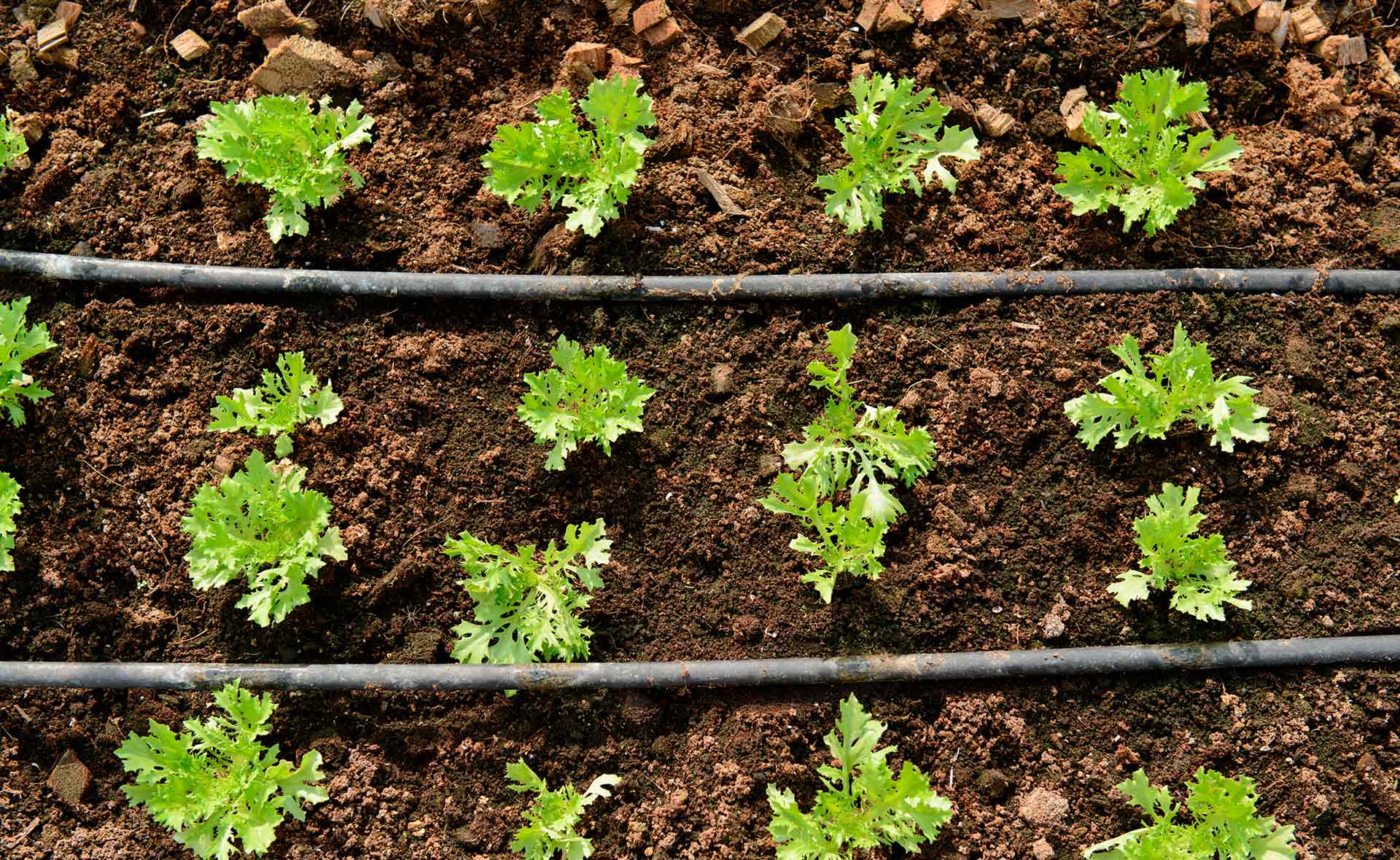 BBVA-futuro_sostenibilidad_huertos_ecologicos-alimentacion-plantacion-tierra BBVA-futuro_sostenibilidad_huertos_ecologicos-alimentacion-plantacion-tierra