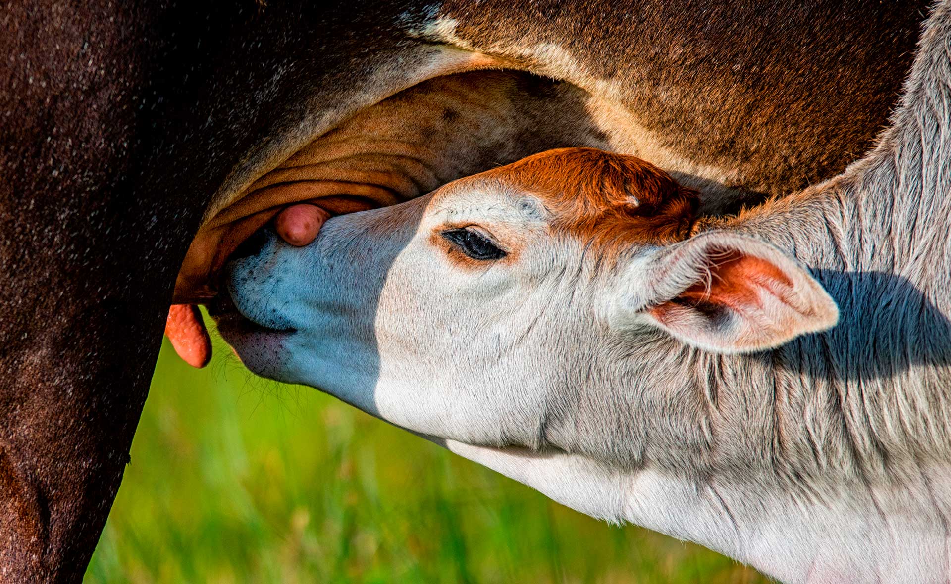 BBVA-ganadería_intensiva-animlaes-sostenibilidad-ternero-especies