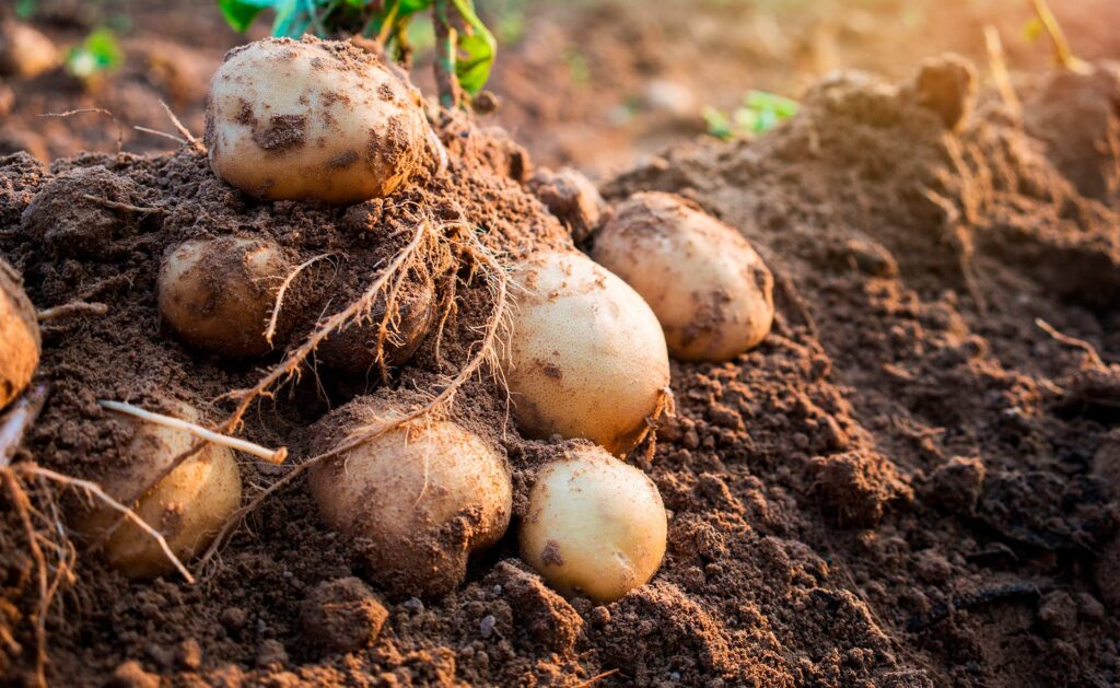 BBVA-guardianas_semillas-agricultura-semillas-cultivos-regeneracion-alimentacion-sostenibilidad BBVA-guardianas_semillas-agricultura-semillas-cultivos-regeneracion-alimentacion-sostenibilidad