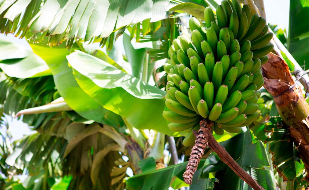 BBVA-mapa_agricola_cambio_climatico-platano-sostenibilidad-agricultura BBVA-mapa_agricola_cambio_climatico-sostenibilidad-agricultura