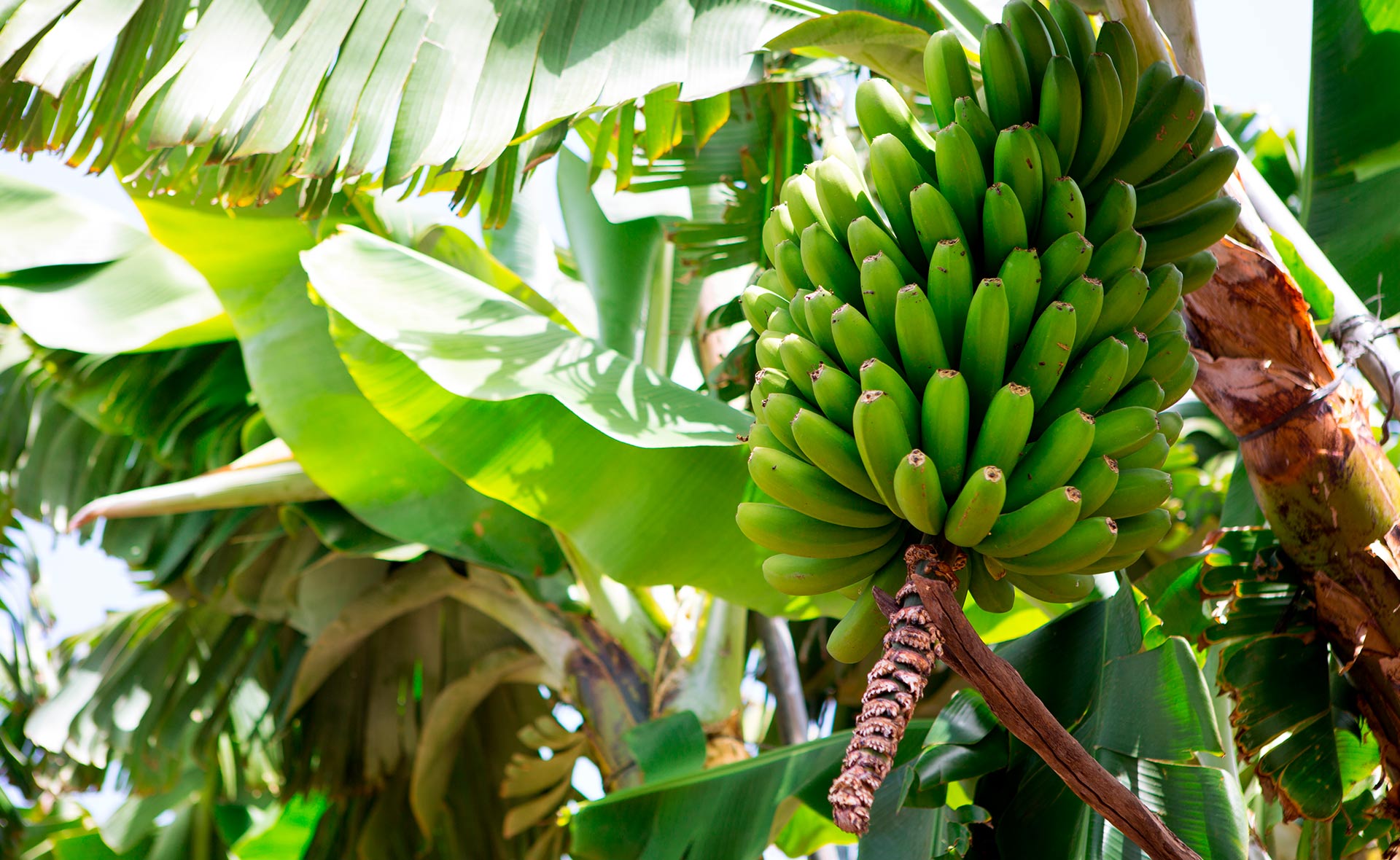 BBVA-mapa_agricola_cambio_climatico-platano-sostenibilidad-agricultura BBVA-mapa_agricola_cambio_climatico-sostenibilidad-agricultura