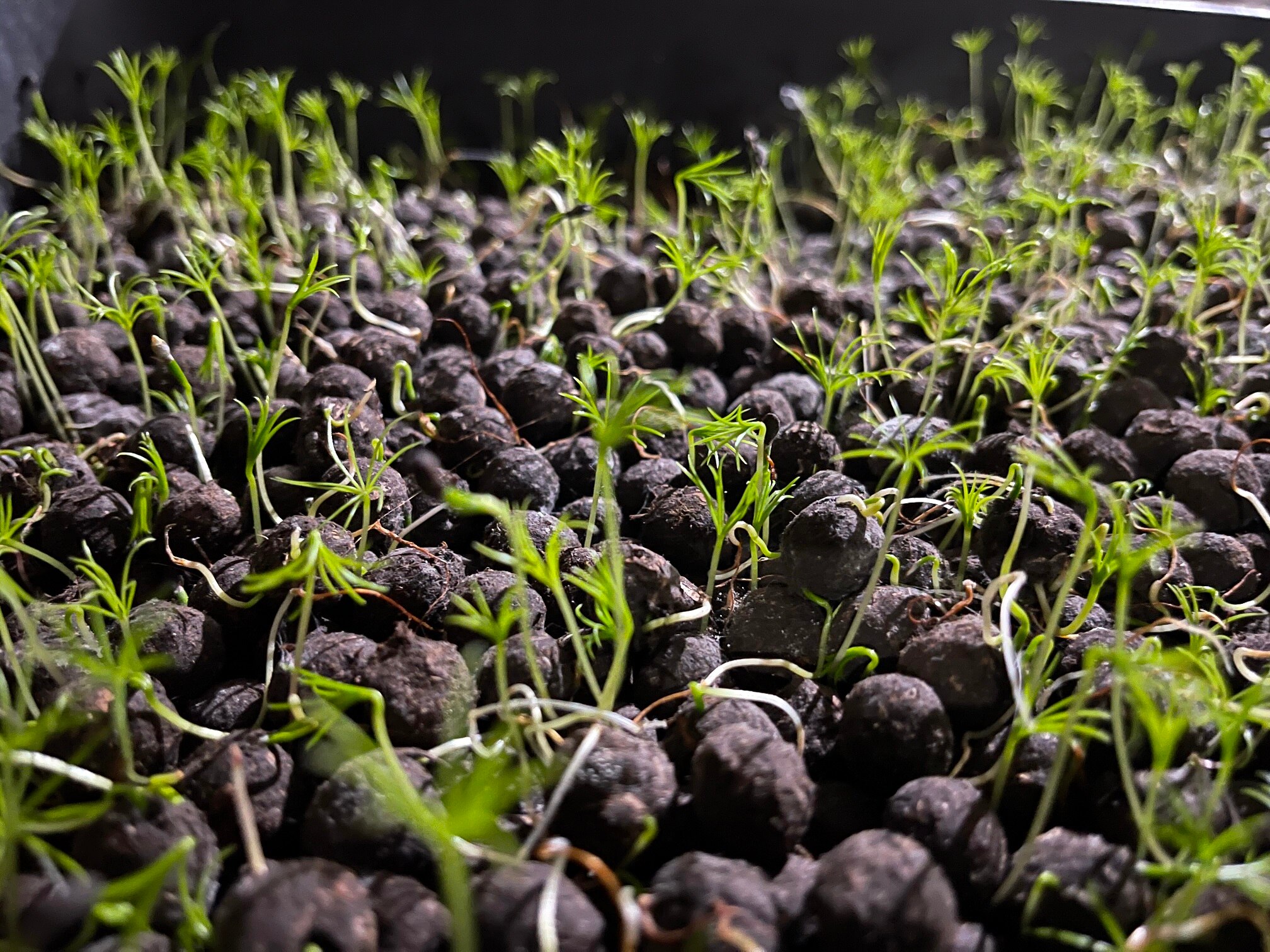 ecording-mujer-emprendedora-Turquia ecording-mujer-emprendedora-Turquia