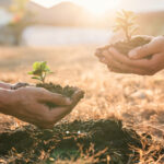 sostenibilidad-reforestación-bbva