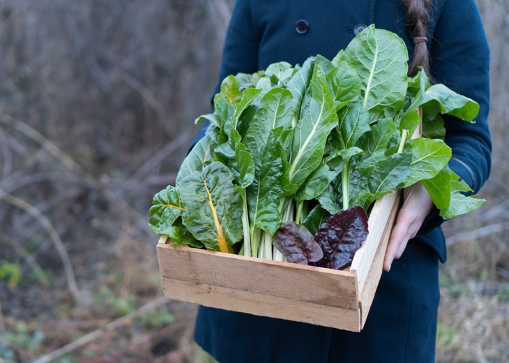 BBVA-alimentos-temporada-invierno-sostenibilidad-gastronomia-sostenible BBVA-alimentos-temporada-invierno-sostenibilidad-gastronomia-sostenible