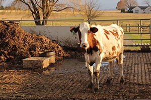 abonos_organicos_animales-sostenibilidad-granja-vacas-ganaderia