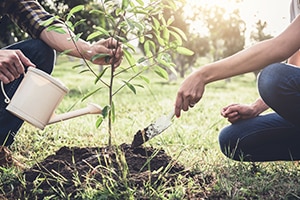 compensar-huella-carbono-reforestacion-bbva-sostenibilidad
