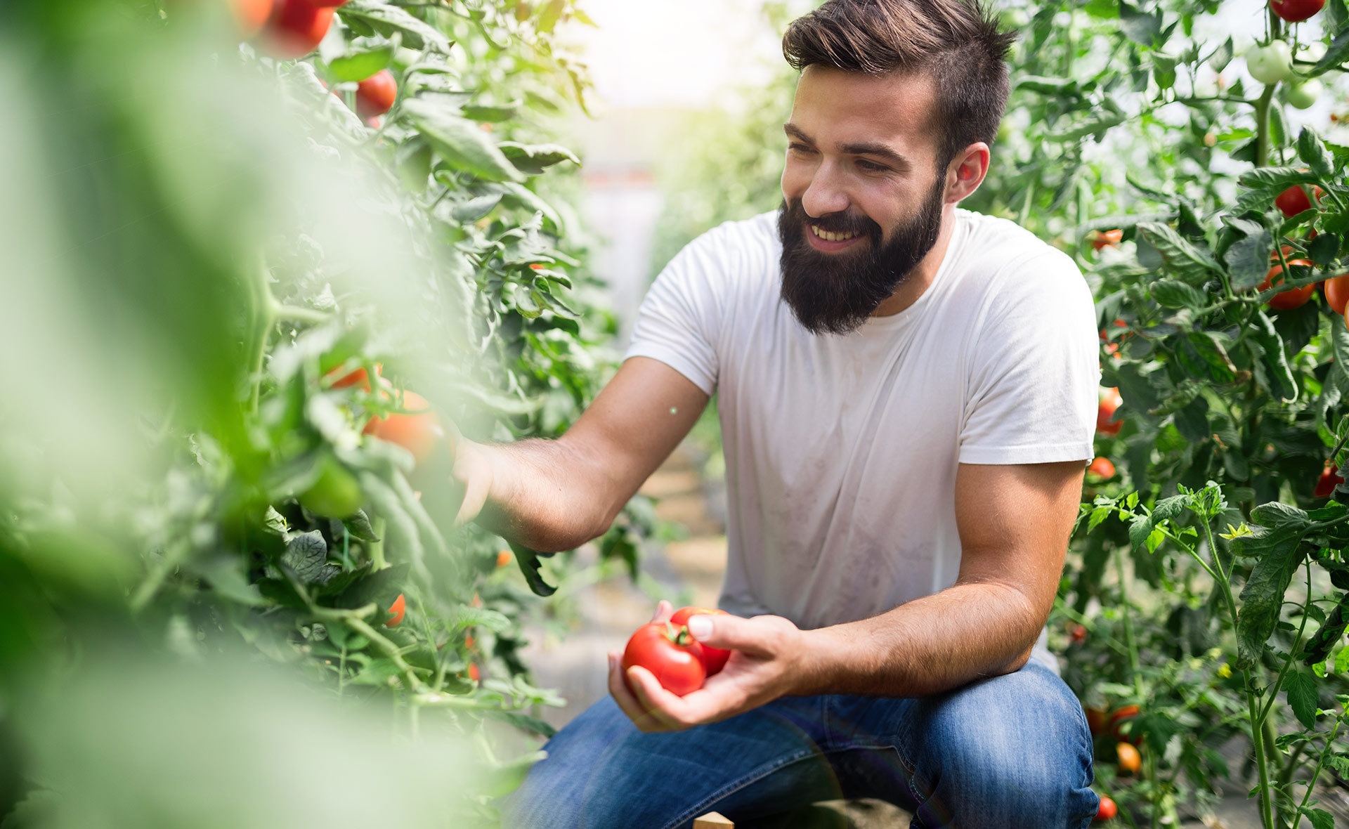 productores_bio_tomates-huerta-recoleccion-sostenibidad-alimentos-invernadero productores_bio_tomates-huerta-recoleccion-sostenibidad-alimentos-invernadero