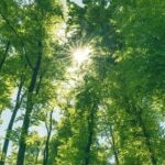 BBVA-Garanti-bonos-verdes-bosque-sostenibilidad-naturaleza-arboles-sol-energia Garanti BBVA publica su informe de bonos verdes para 2019-2020