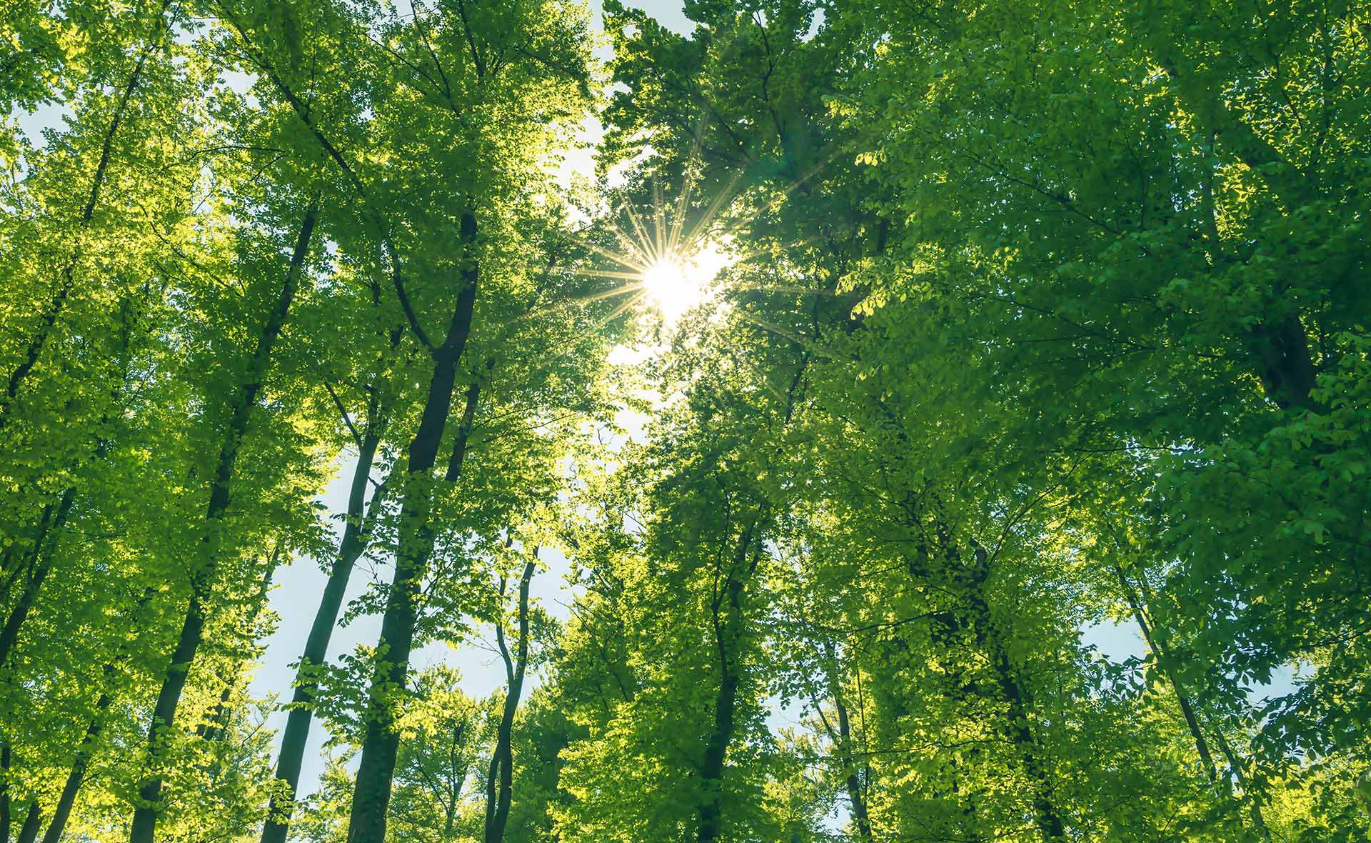 BBVA-Garanti-bonos-verdes-bosque-sostenibilidad-naturaleza-arboles-sol-energia Garanti BBVA publica su informe de bonos verdes para 2019-2020
