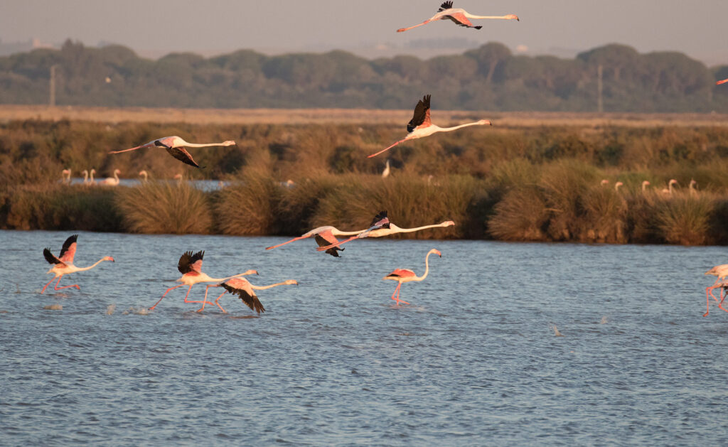 BBVA-Veta-La-Palma-sostenibilidad-crianza-pesca Veta La Palma: Crianza sostenible de peces junto a Doñana