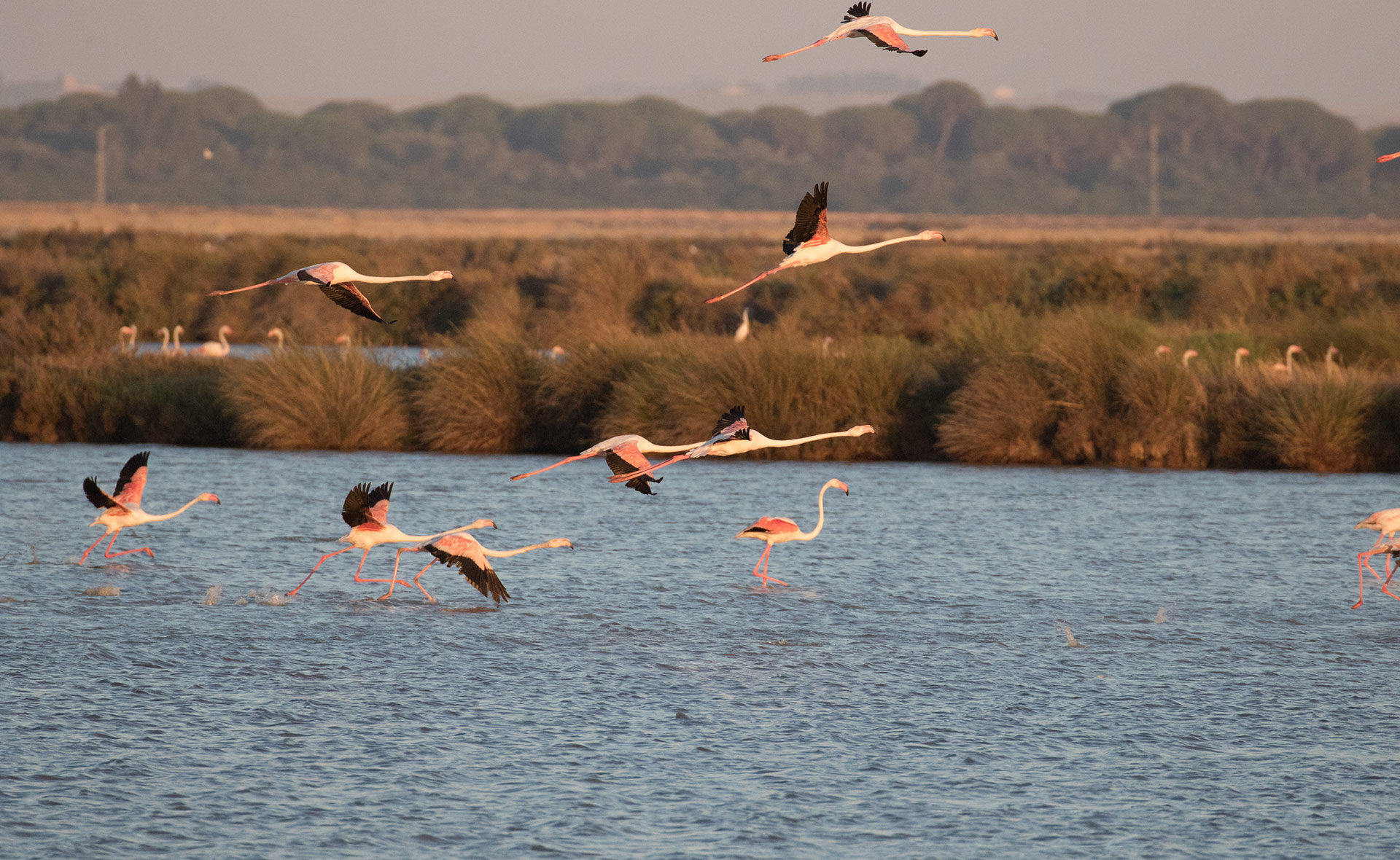 BBVA-Veta-La-Palma-sostenibilidad-crianza-pesca Veta La Palma: Crianza sostenible de peces junto a Doñana