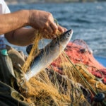 Veta La Palma: Crianza sostenible de peces junto a Doñana