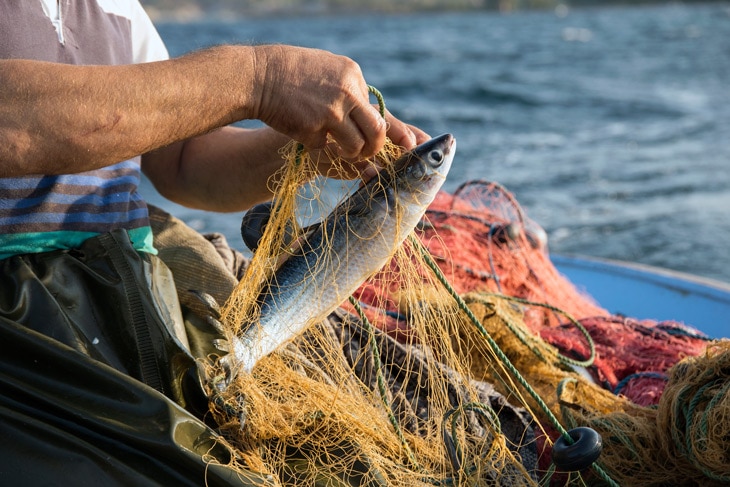 BBVA-Veta-La-Palma-sostenibilidad-crianza-sostenible-pesca Veta La Palma: Crianza sostenible de peces junto a Doñana