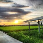 Cultivos y energía solar, una radiante (y sostenible) simbiosis