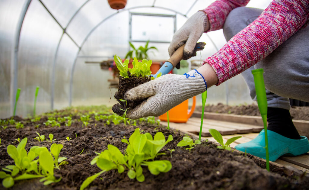 BBVA-invernadero-domestico-sostenibilidad-cultivo Consejos para construir un invernadero y ser un buen agricultor doméstico