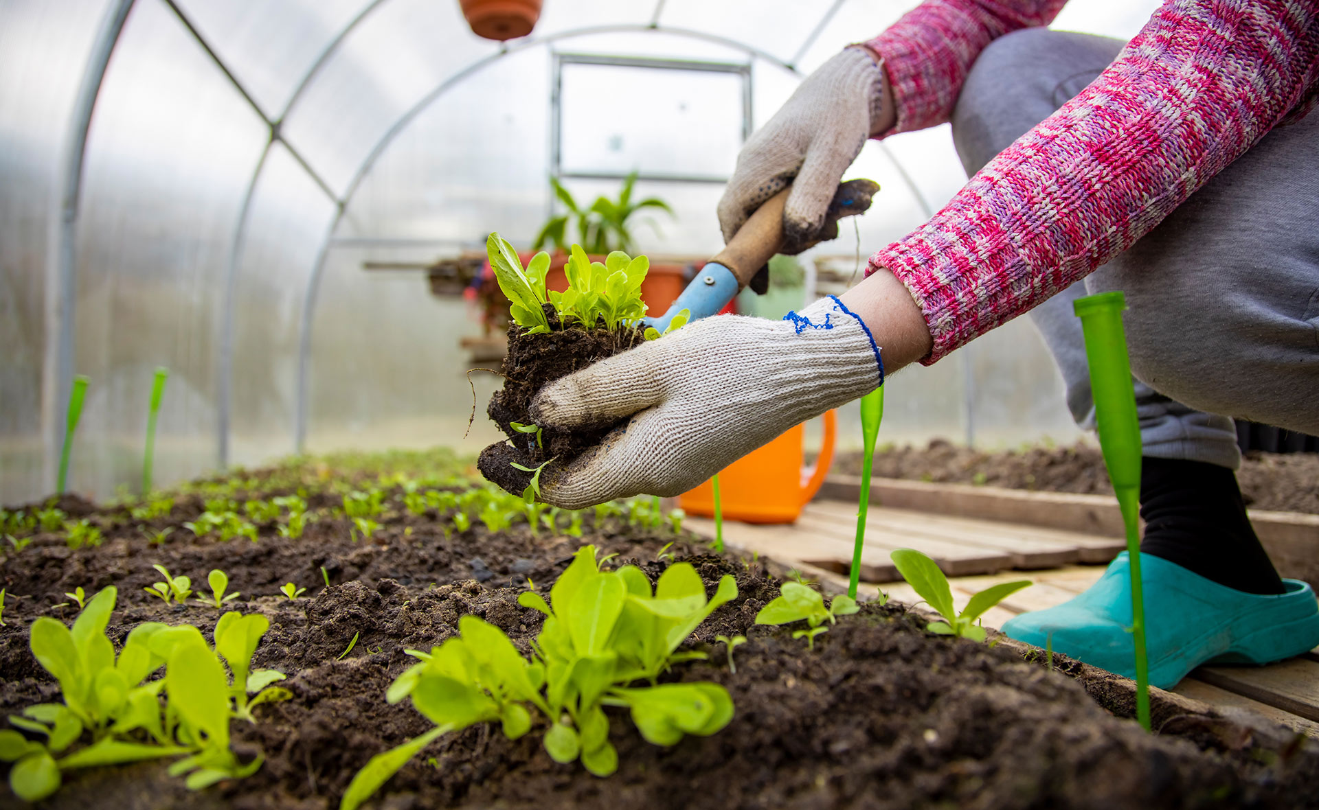 🌱 Cómo hacer un invernadero casero: tips y ejemplos [2024]