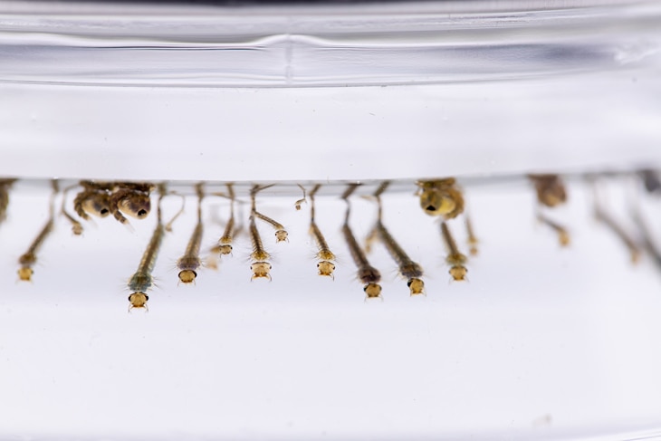 BBVA-mosquitos-laboratorio-infeccion-enfermedades-salud-sostenibilidad-especies- BBVA-mosquitos-laboratorio-infeccion-enfermedades-salud-sostenibilidad-especies-