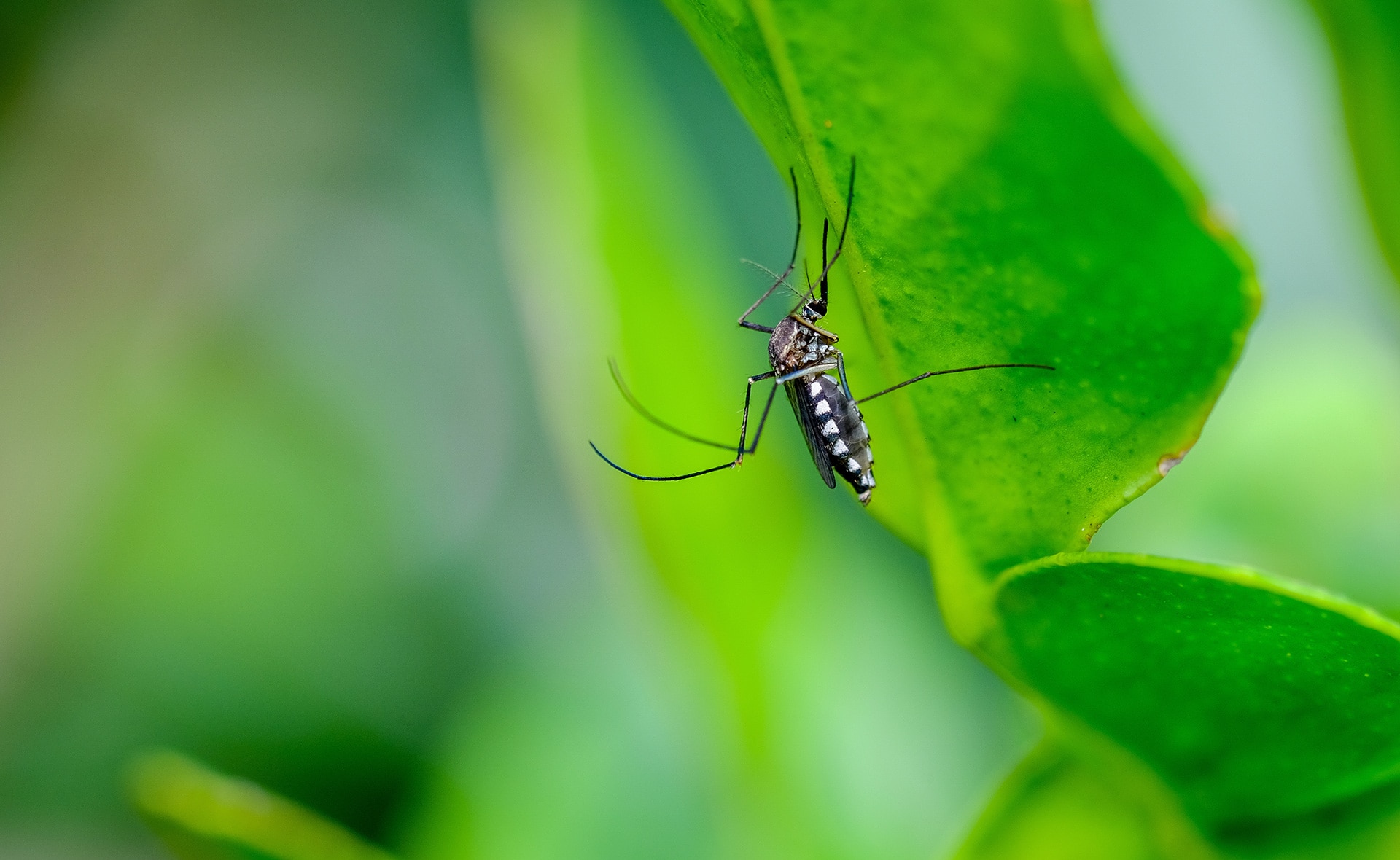 BBVA-mosquitos-laboratorio-infeccion-enfermedades-salud-sostenibilidad-especies-