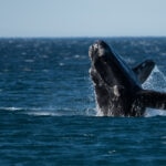 Pesca sin cabos: Esperanza para las últimas ballenas francas