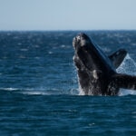 BBVA-pesca-sin-cabos-sostenibilidad-especies-extincion- Pesca sin cabos: Esperanza para las últimas ballenas francas