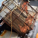 BBVA-pesca-sin-cabos-sostenibilidad-especies-extincion- Pesca sin cabos: Esperanza para las últimas ballenas francas