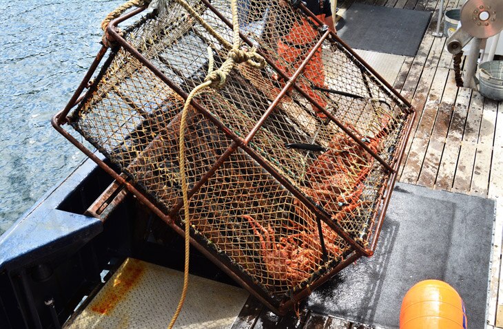 BBVA-pesca-sin-cabos-sostenibilidad-especies-extincion- Pesca sin cabos: Esperanza para las últimas ballenas francas