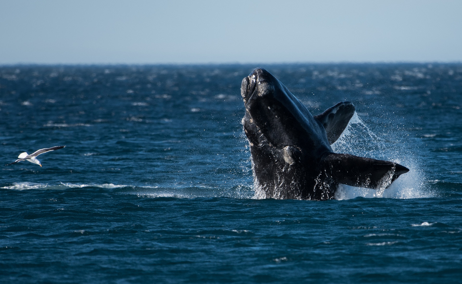 Pesca sin cabos: Esperanza para las últimas ballenas francas