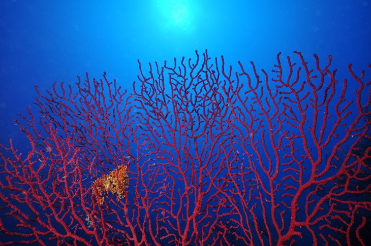 BBVA-proteger-especies-salvar-planeta-sostenibilidad-mar-oceano-frio-cuidado-medioambiente BBVA-proteger-especies-salvar-planeta-sostenibilidad-mar-oceano-frio-cuidado-medioambiente