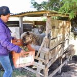 Luz-Corredor-Salamanca-agro-y-ovejas-Colombia-1024x683