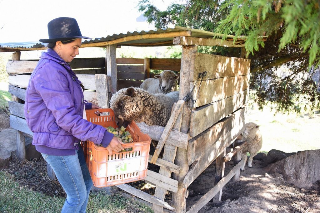 Luz-Corredor-Salamanca-agro-y-ovejas-Colombia-1024x683