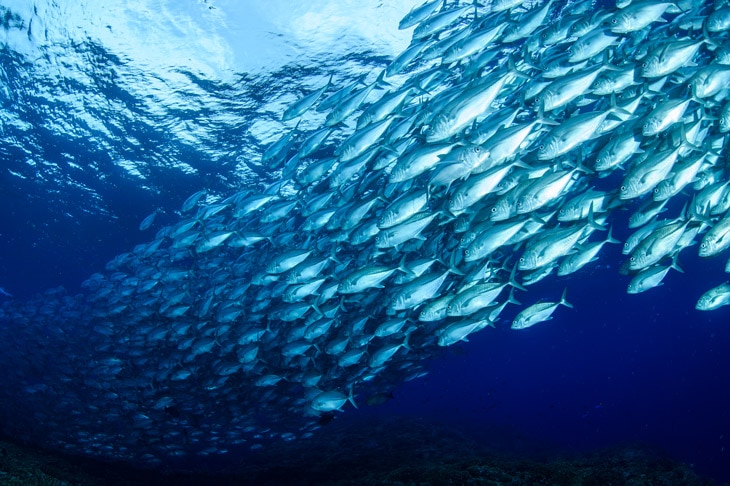 Los beneficios de los océanos: sin ellos no habría planeta