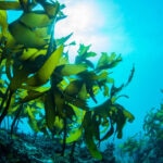 oceanos-sostenibilidad-cambio-climatico-medioambiente-BBVA
