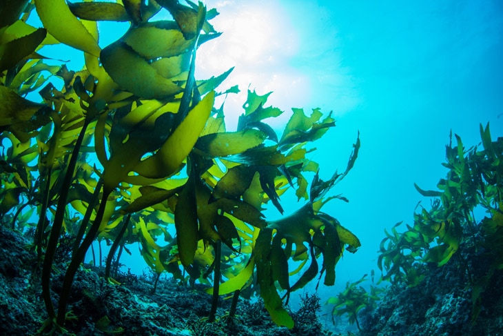 oceanos-sostenibilidad-cambio-climatico-medioambiente-BBVA oceanos-sostenibilidad-cambio-climatico-medioambiente-BBVA