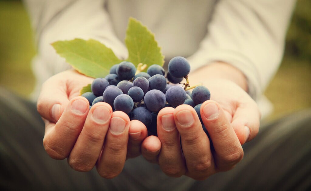 vino_corchos_sostenibles Vino y sostenibilidad: De emisiones, corchos y crecimiento