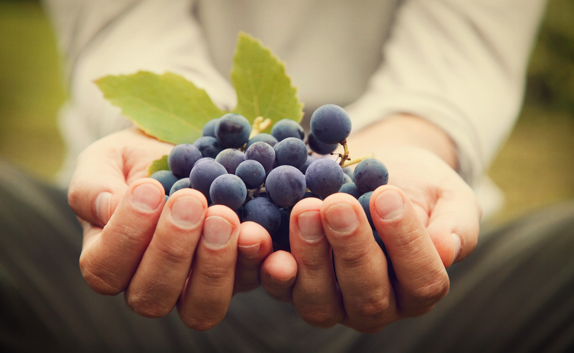 vino_corchos_sostenibles Vino y sostenibilidad: De emisiones, corchos y crecimiento