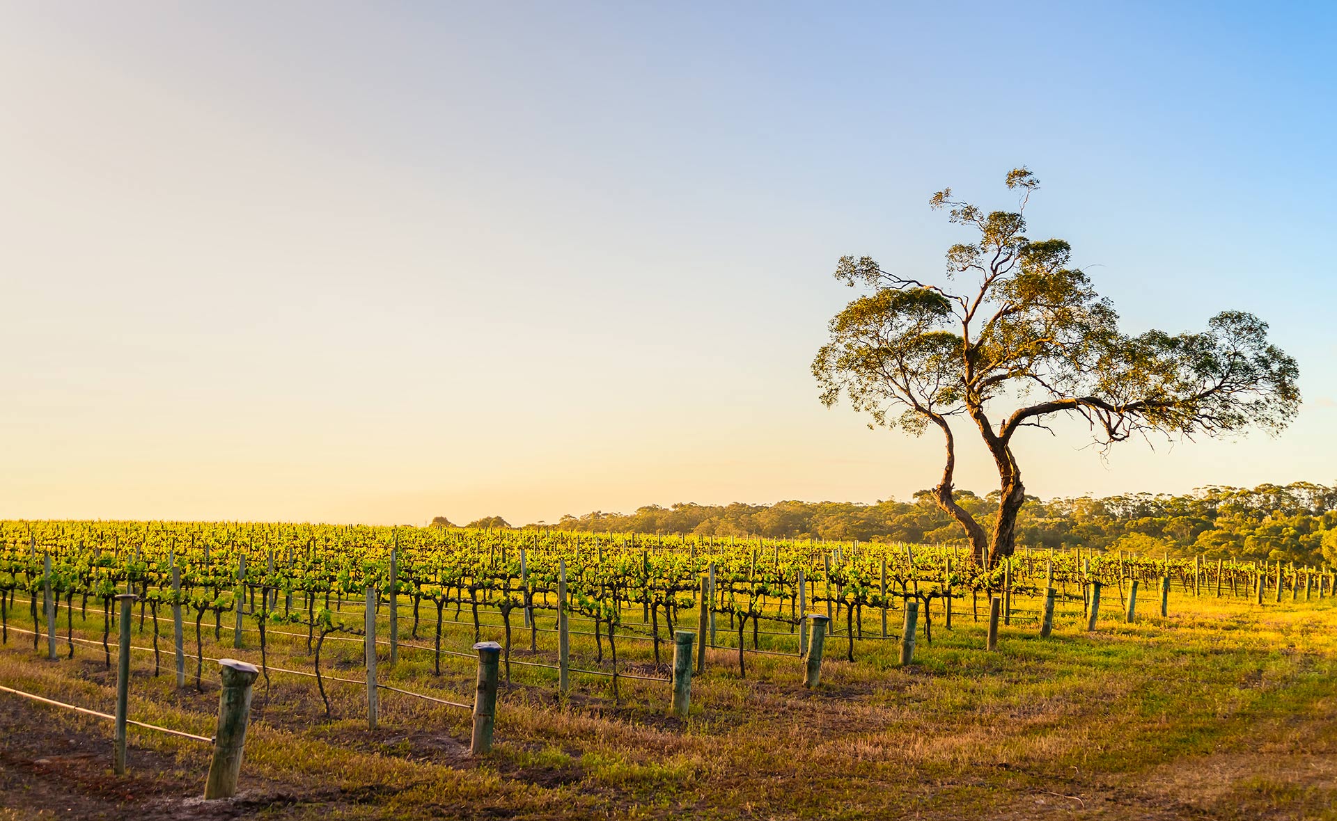 vino_corchos_sostenibles Vino y sostenibilidad: De emisiones, corchos y crecimiento